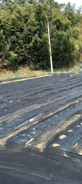 초보농사꾼보미촌님의 🌿농부님의 제초법은? · 참여글 작성글 사진