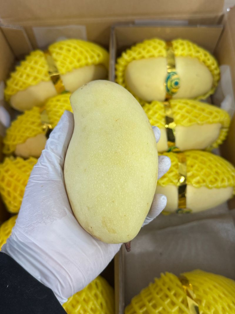 제주빅팜님의 장터 판매 상품 [너무 달고 맛있는 골드망고] 첨부 사진