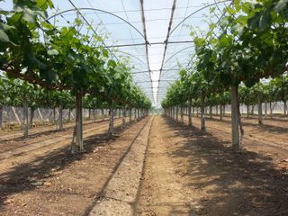 신득경님의 🌿농부님의 제초법은? · 참여글 작성글 사진