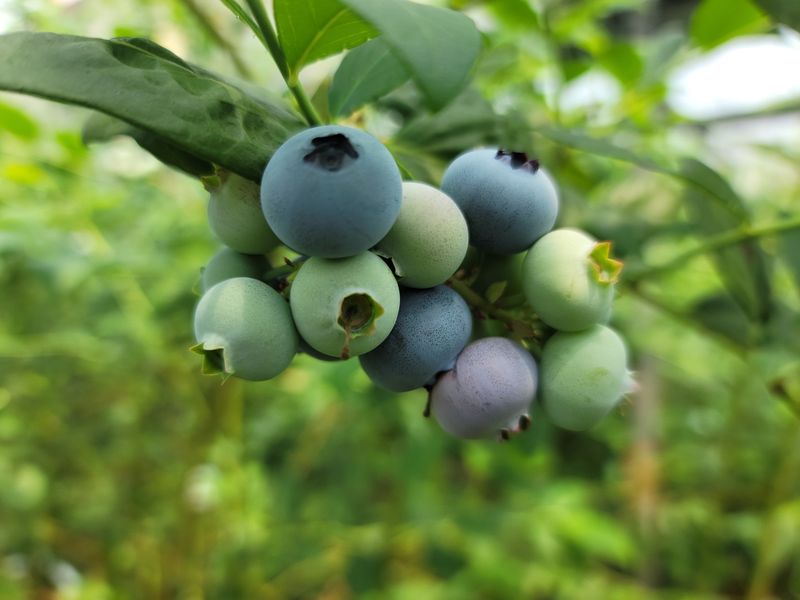 제주빅팜님의 장터 판매 상품 [[세계5대푸드]  제주산 무농약 블루베리] 첨부 사진