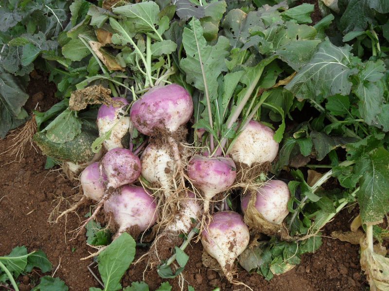 최월숙(왈순아지매)님의 장터 판매 상품 [순무5키로] 첨부 사진