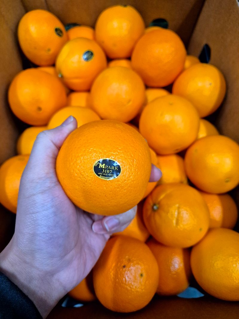 제주빅팜님의 장터 판매 상품 [달고 맛있는 블랙라벨 오렌지] 첨부 사진