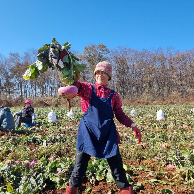 최월숙(왈순아지매)님의 장터 판매 상품 [순무5키로] 첨부 사진