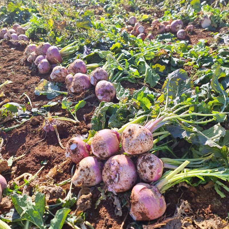 최월숙(왈순아지매)님의 장터 판매 상품 [순무5키로] 첨부 사진