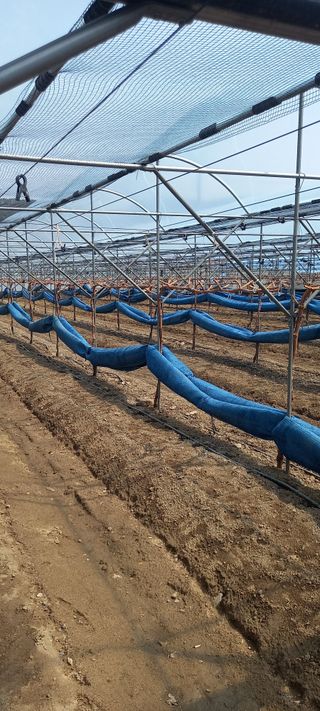 초보농사꾼보미촌님의 🌿농부님의 제초법은? · 참여글 작성글 사진