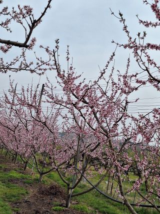 욕심내지말자님의 복숭아 · 자유게시판 작성글 사진