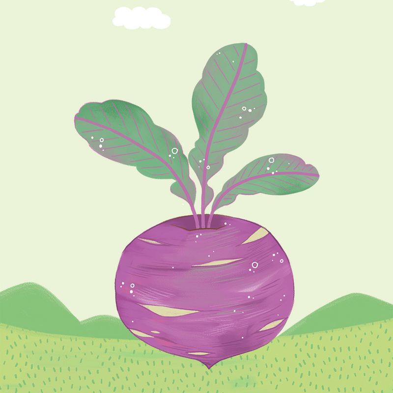 최월숙(왈순아지매)님의 장터 판매 상품 [순무김치1.6키로 2통] 첨부 사진