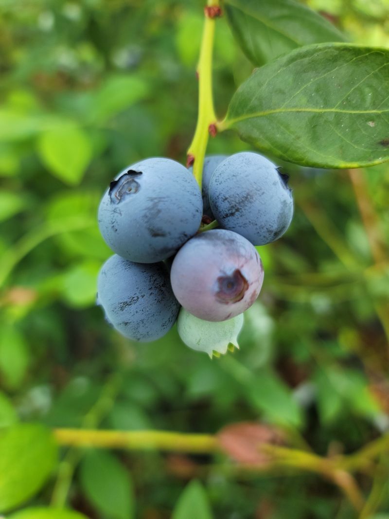 제주빅팜님의 장터 판매 상품 [[세계5대푸드]  제주산 무농약 블루베리] 첨부 사진