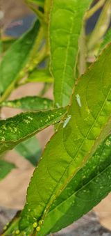 팜모닝 농사, 무엇이든 물어보세요!·참여글 게시글 이미지