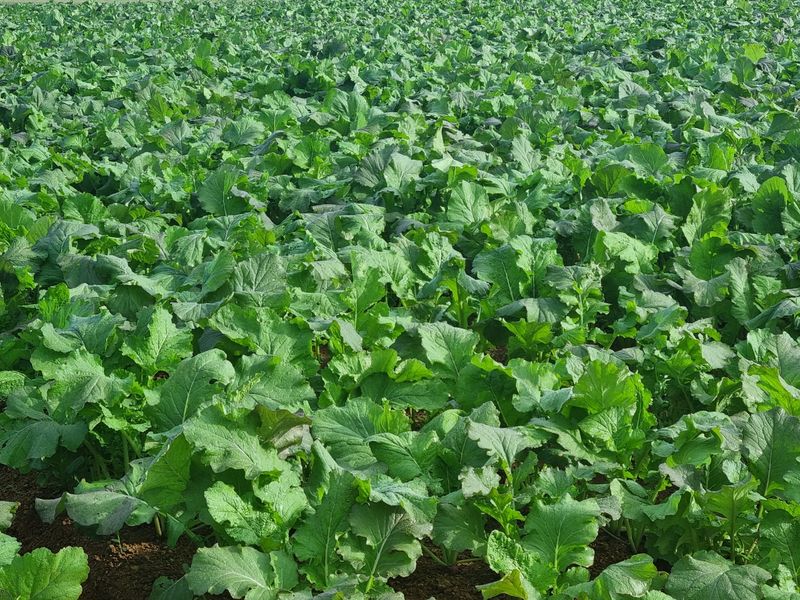 최월숙(왈순아지매)님의 장터 판매 상품 [순무5키로] 첨부 사진