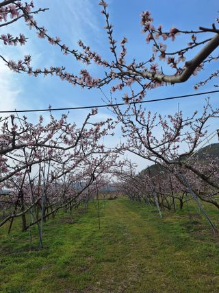 욕심내지말자님의 복숭아 · 자유게시판 작성글 사진