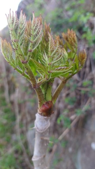 산골촌부님의 자유주제 · 자유게시판 작성글 사진