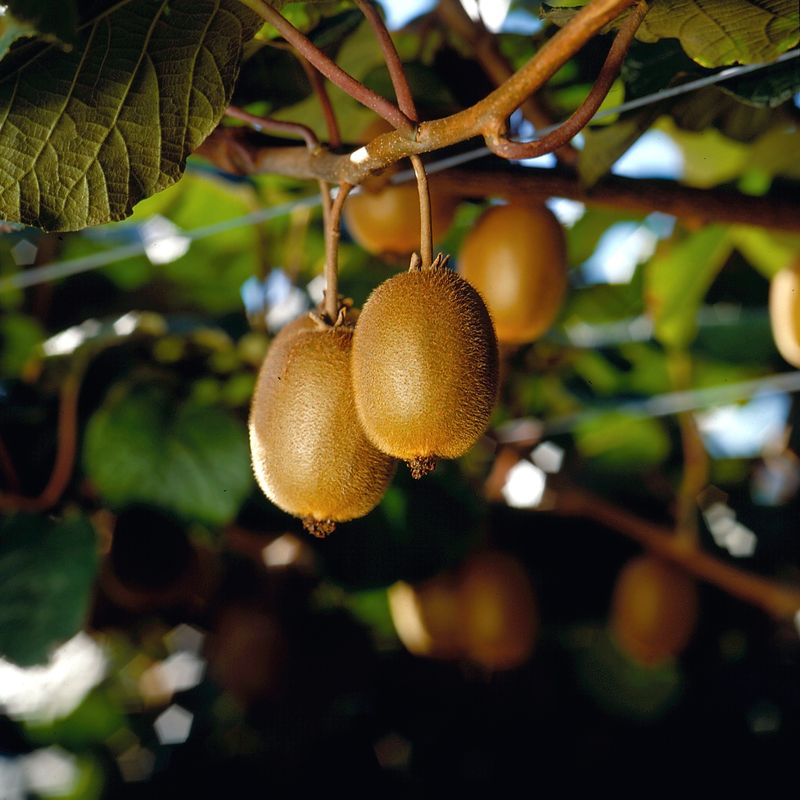 제주빅팜님의 장터 판매 상품 [제스프리 골드키위] 첨부 사진