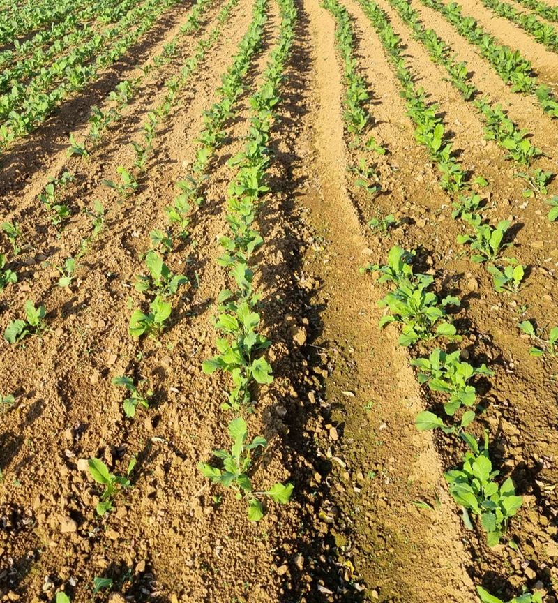 최월숙(왈순아지매)님의 장터 판매 상품 [순무김치1.6키로 2통] 첨부 사진