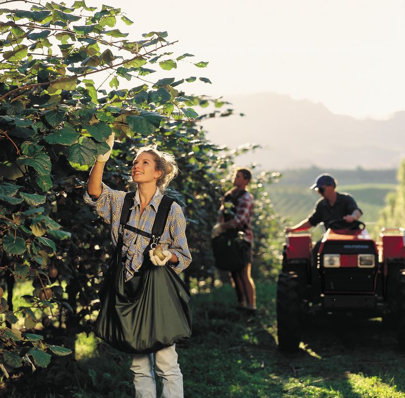 제주빅팜님의 장터 판매 상품 [제스프리 골드키위] 첨부 사진