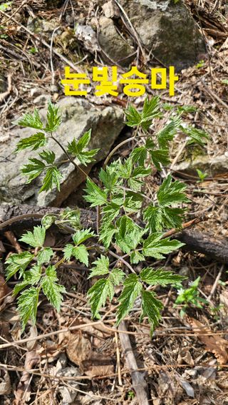 장철식님의 자유주제 · 자유게시판 작성글 사진