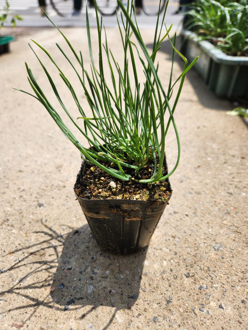 안산제일농약사님의 장터 판매 상품 [2년생 영양부추7포트] 첨부 사진