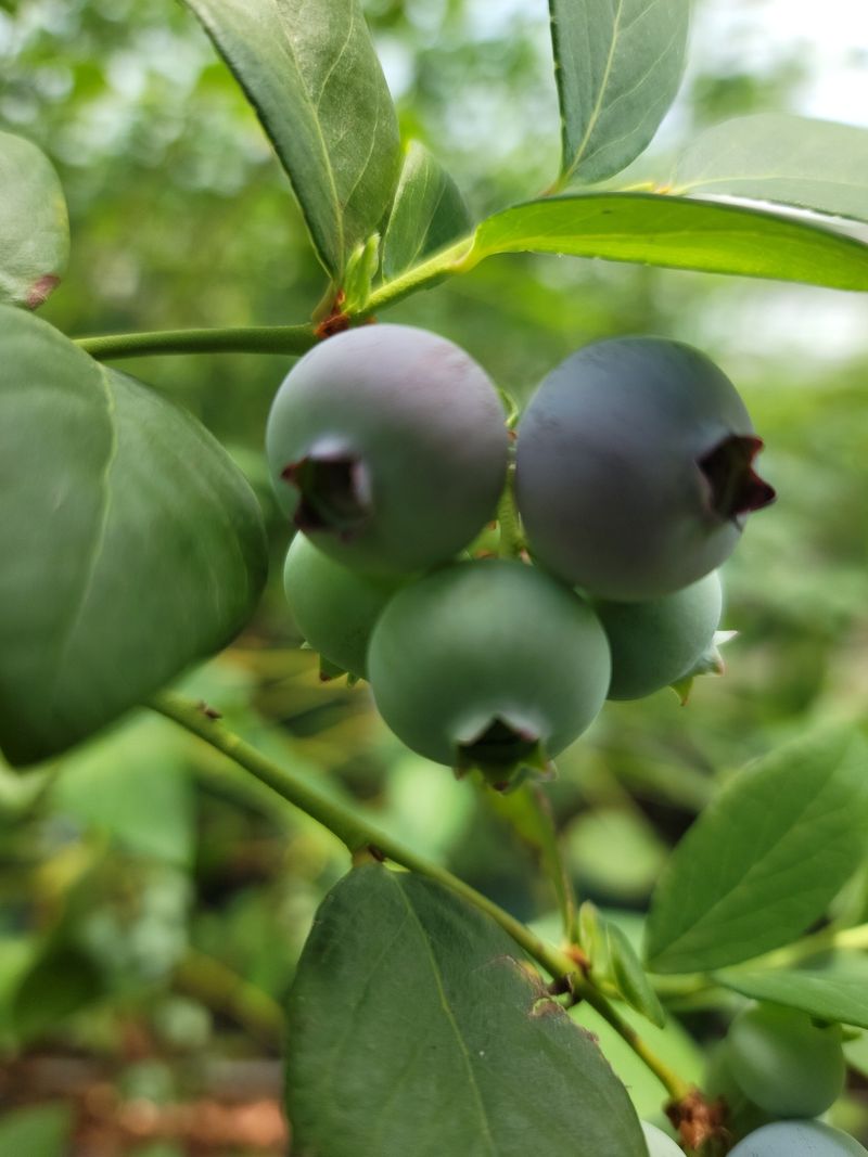 장터 상품 [[세계5대푸드]  제주산 무농약 블루베리] 썸네일