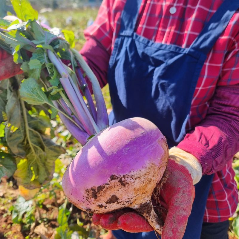최월숙(왈순아지매)님의 장터 판매 상품 [순무5키로] 첨부 사진