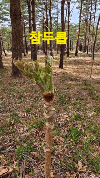 장철식님의 자유주제 · 자유게시판 작성글 사진