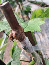 팜모닝 포도·자유게시판 게시글 이미지