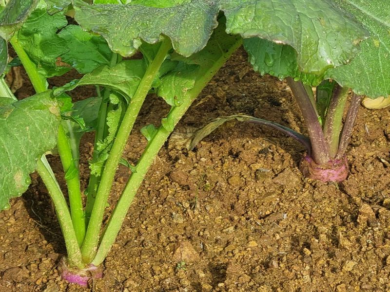 최월숙(왈순아지매)님의 장터 판매 상품 [순무5키로] 첨부 사진