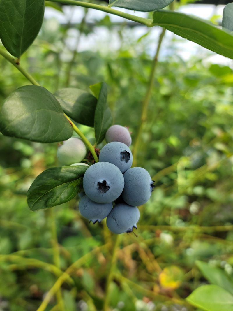 제주빅팜님의 장터 판매 상품 [[세계5대푸드]  제주산 무농약 블루베리] 첨부 사진