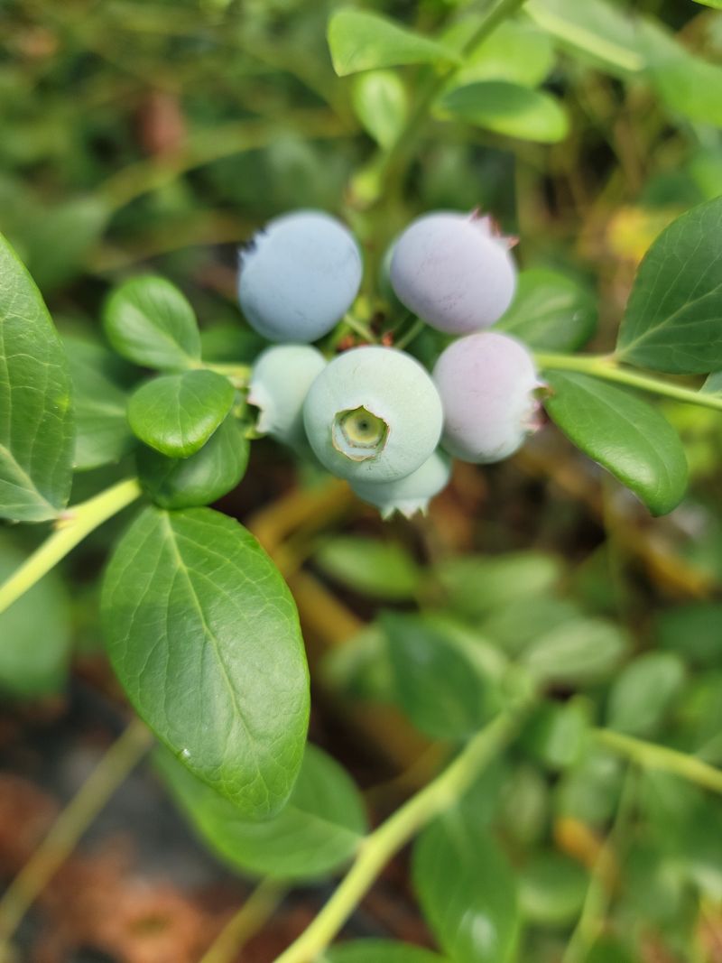 제주빅팜님의 장터 판매 상품 [[세계5대푸드]  제주산 무농약 블루베리] 첨부 사진