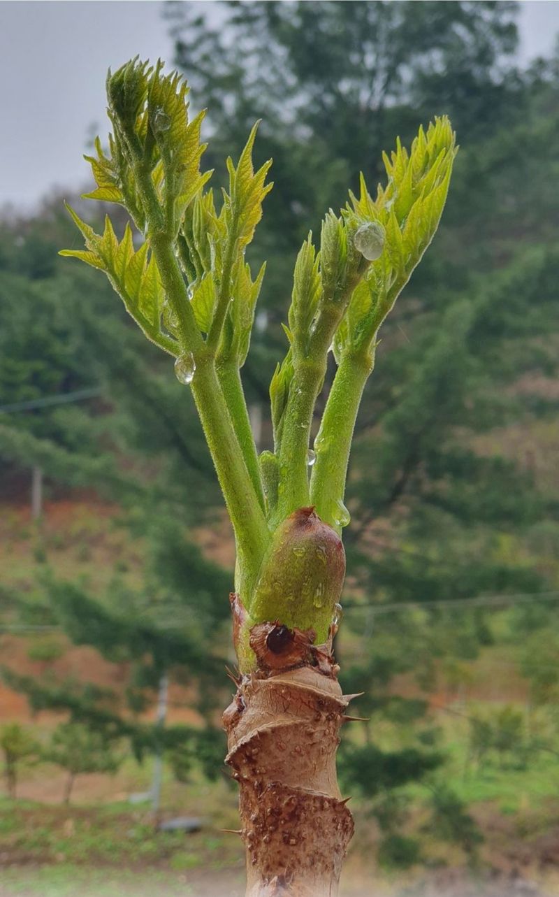 인생은 소풍처럼님의 장터 판매 상품 [ 두릅 엄나무순 옻순1kg선주문제] 첨부 사진