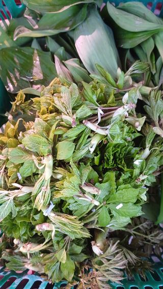 산골촌부님의 자유주제 · 자유게시판 작성글 사진