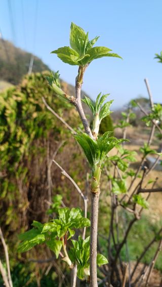 산골촌부님의 자유주제 · 자유게시판 작성글 사진