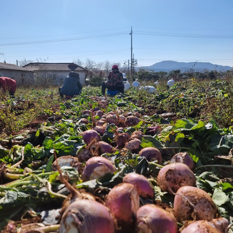 최월숙(왈순아지매)님의 장터 판매 상품 [순무5키로] 첨부 사진