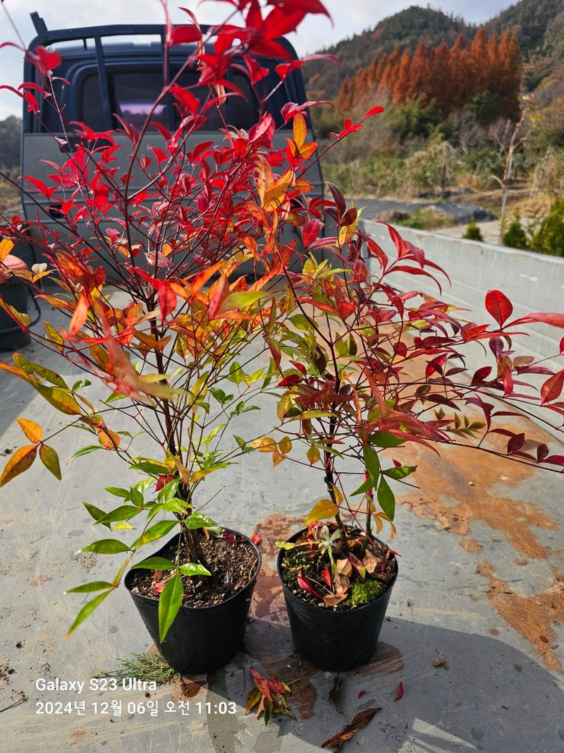 마로니에농원님의 장터 판매 상품 [남천 포트묘(5치)] 첨부 사진