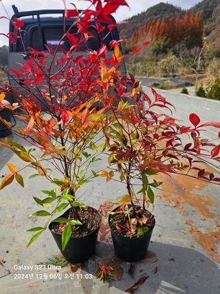 마로니에농원님의 작성글 사진