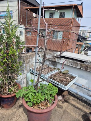 왕대추님의 자유주제 · 자유게시판 작성글 사진