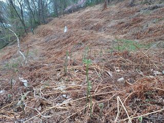 전원수님의 🌿농부님의 제초법은? · 참여글 작성글 사진