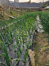 팜모닝 마늘·마늘 쪽 비대기 게시글 이미지