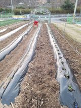 팜모닝 🌿농부님의 제초법은?·참여글 게시글 이미지