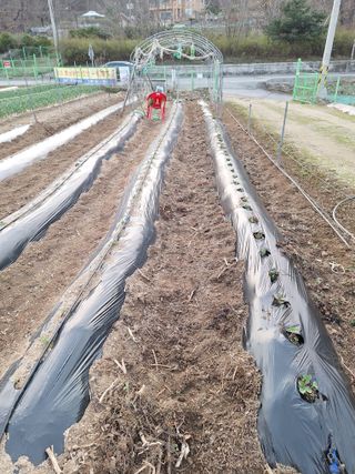 김광수님의 🌿농부님의 제초법은? · 참여글 작성글 사진