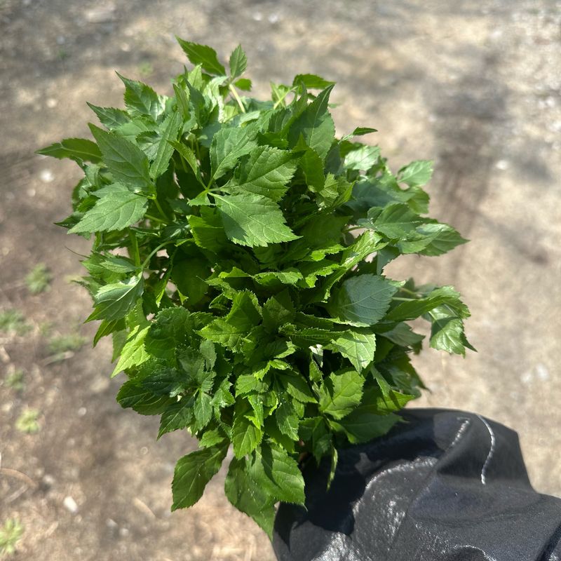 진상빈님의 장터 판매 상품 [새싹쌈 100뿌리] 첨부 사진