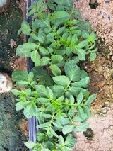 팜모닝 자유주제·자유게시판 게시글 이미지