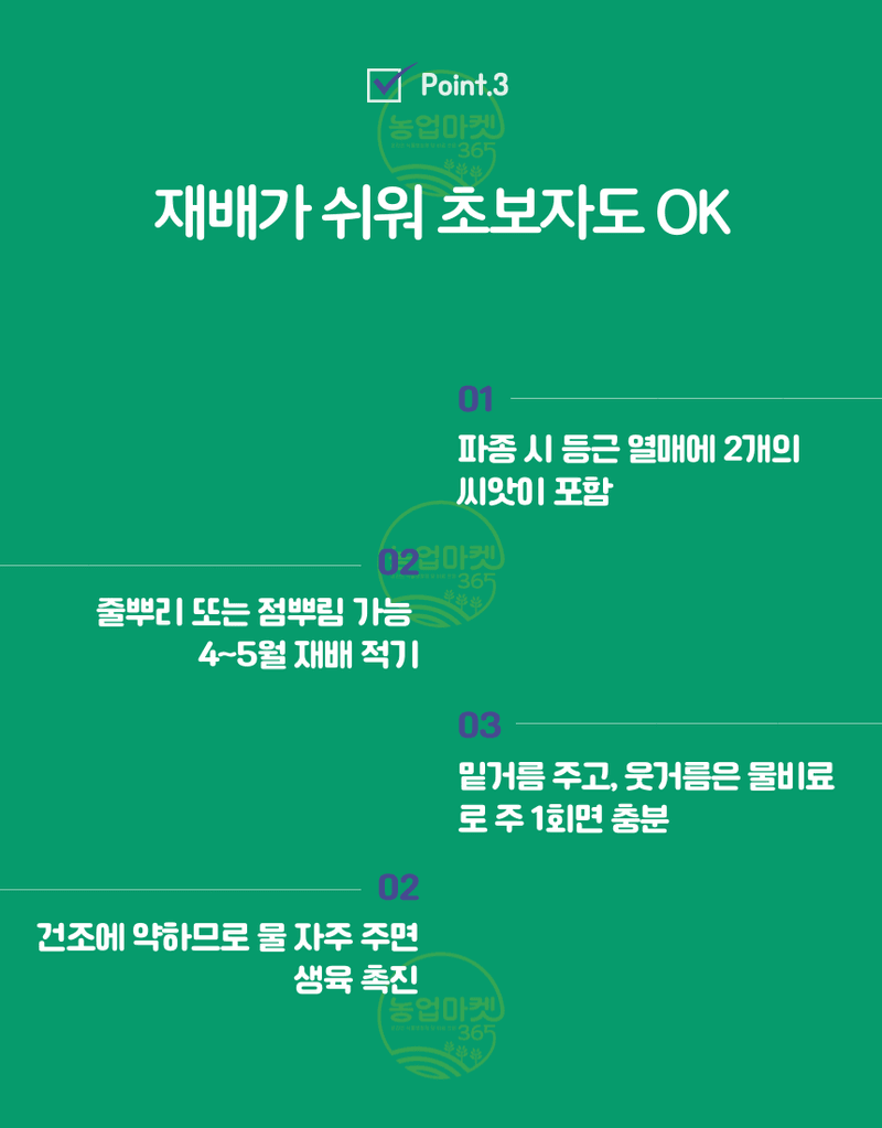 농업마켓365님의 장터 판매 상품 [농업마켓365 아시아종묘 고수 아시아향채 300립 500g 씨앗 종자 텃밭 주말농장 농사] 첨부 사진