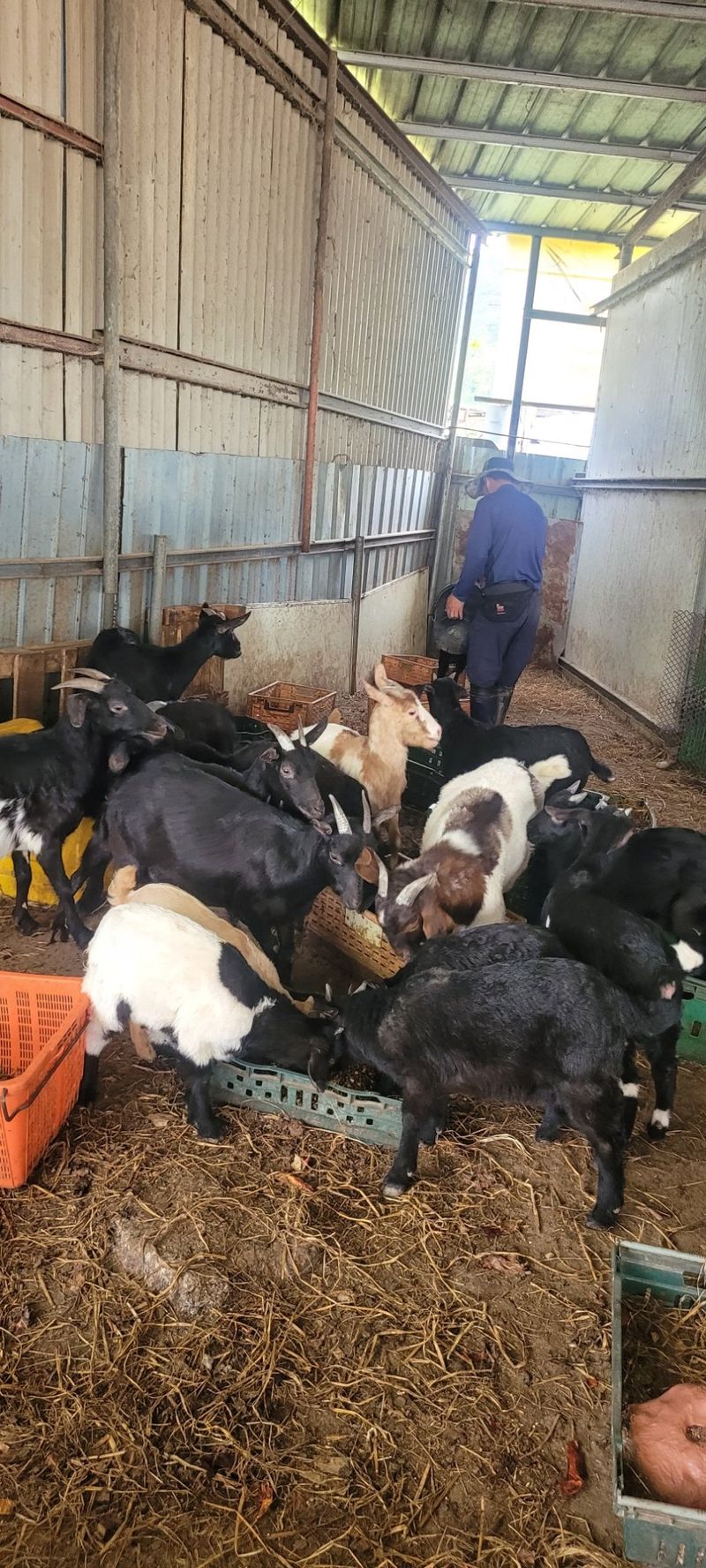 서해숙님의 장터 판매 상품 [흑염소분양(흑염소진액)] 첨부 사진