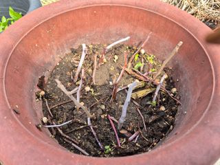 왕대추님의 자유주제 · 자유게시판 작성글 사진