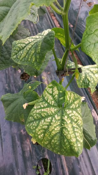 옥수수15683님의 자유주제 · 자유게시판 작성글 사진