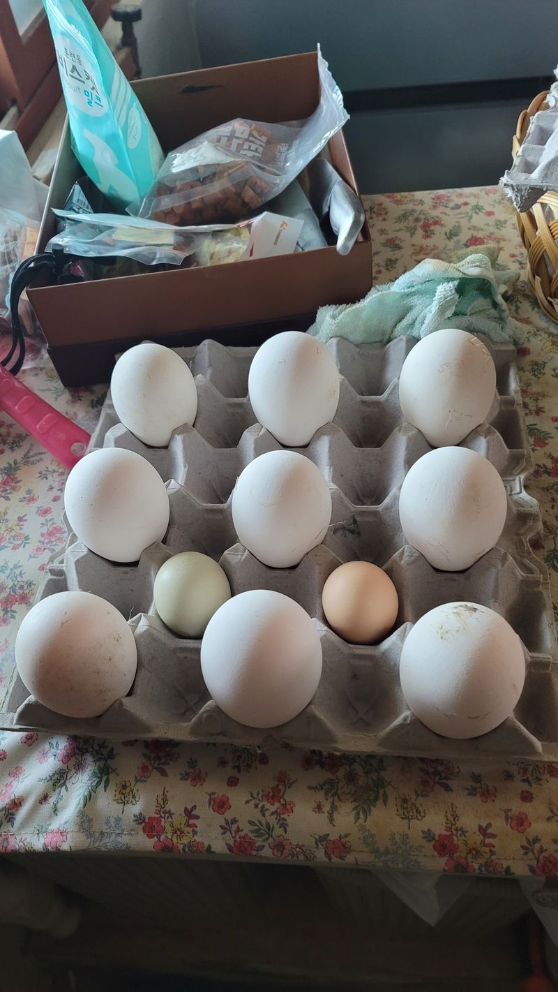 최대식님의 장터 판매 상품 [거위알 거위아리] 첨부 사진