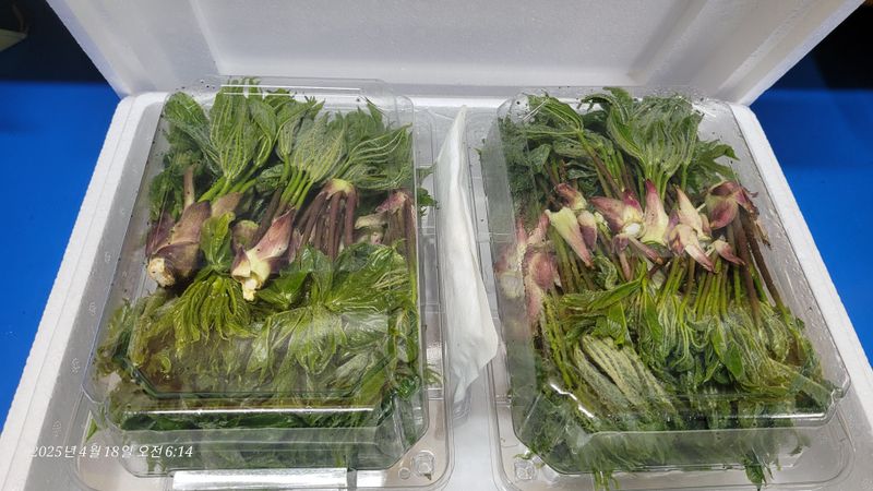 달마루님의 장터 판매 상품 [엄나무순1kg] 첨부 사진