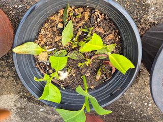 왕대추님의 자유주제 · 자유게시판 작성글 사진