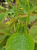 팜모닝 배·비료•농약 게시글 이미지