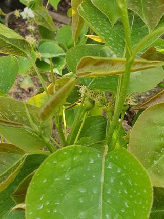 하나라도 소중하게님의 배 · 비료•농약 작성글 사진